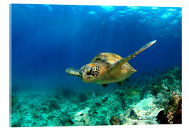 Akrylbilde  Green sea turtle under water - Paul Kennedy