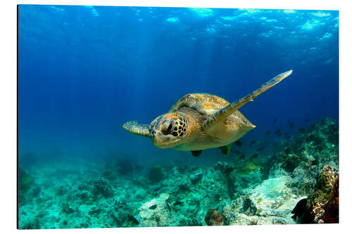 Aluminium print Green sea turtle under water