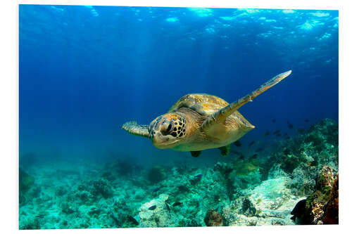 Foam board print Green sea turtle under water