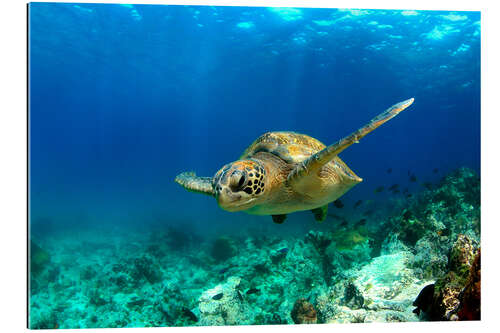 Gallery print Green sea turtle under water