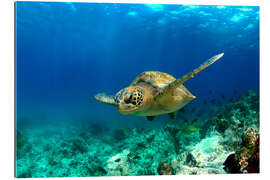 Gallery print Green sea turtle under water