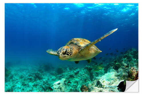 Selvklebende plakat Green sea turtle under water