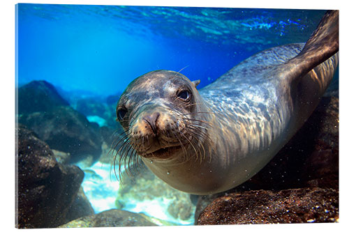 Akryylilasitaulu Sea lion underwater portrait