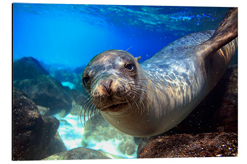 Tableau en aluminium Sea lion underwater portrait