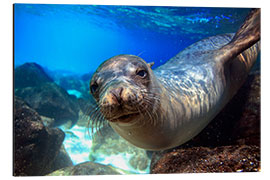 Cuadro de aluminio Sea lion underwater portrait