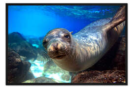 Gerahmter Kunstdruck Seelöwe Unterwasser Portrait Galapagos-Inseln