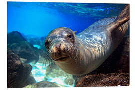 Tableau en PVC Sea lion underwater portrait