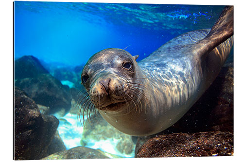 Gallery print Sea lion underwater portrait