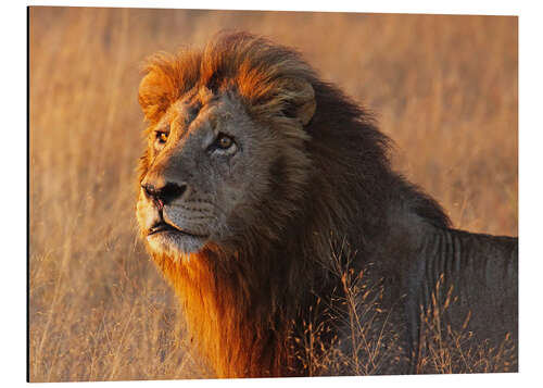 Aluminium print Lion in the evening light - Africa wildlife