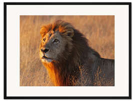 Gerahmter Kunstdruck Löwe im Abendlicht - Afrika wildlife
