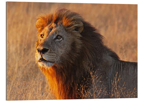 Stampa su plexi-alluminio Lion in the evening light - Africa wildlife