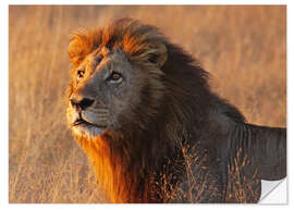 Wall sticker Lion in the evening light - Africa wildlife