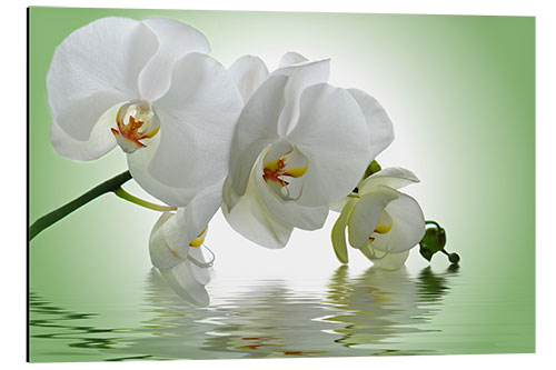 Stampa su alluminio Orchid with Reflection I