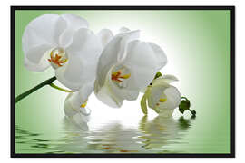 Gerahmter Kunstdruck Orchidee mit Spiegelung I