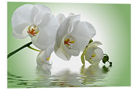 Foam board print Orchid with Reflection I