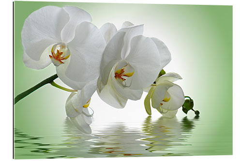 Galleritryk Orchid with Reflection I