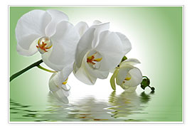 Poster Orchidee mit Spiegelung I