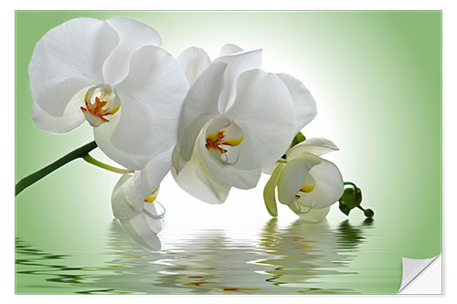 Selvklebende plakat Orchid with Reflection I