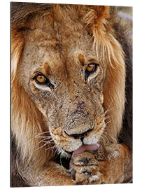 Aluminium print View of the lion - Africa wildlife