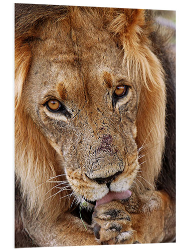 Foam board print View of the lion - Africa wildlife