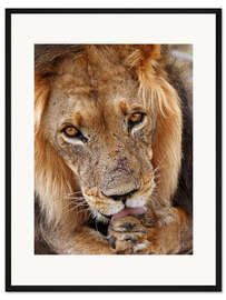 Gerahmter Kunstdruck Blickkontakt - Afrika wildlife