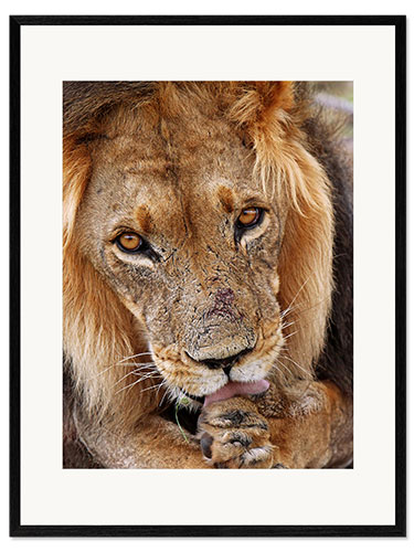 Ingelijste kunstdruk View of the lion - Africa wildlife