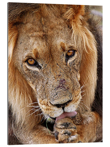 Gallery print View of the lion - Africa wildlife