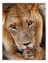 Poster Regard de lion - la vie sauvage africaine