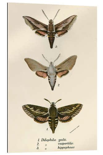 Gallery print Butterflies II