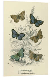 Foam board print Butterflies