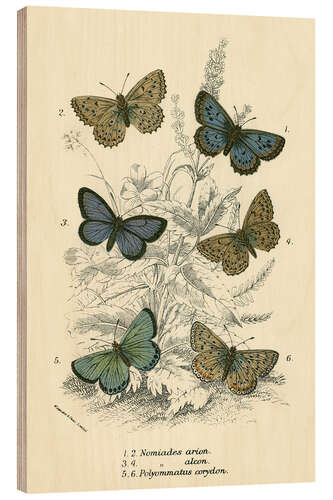 Wood print Butterflies