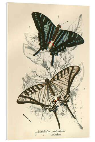 Gallery print Butterflies III