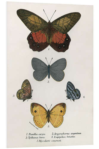 Foam board print Butterflies V