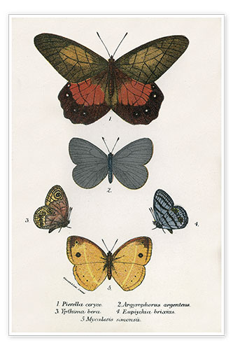 Poster Schmetterlinge V