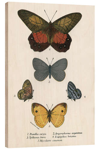 Wood print Butterflies V