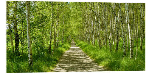 Akryylilasitaulu Forest path in the birch forest II