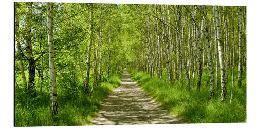 Alubild Waldweg im Birkenwald II