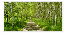 Poster Forest path in the birch forest II