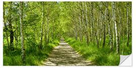 Selvklebende plakat Forest path in the birch forest II