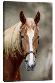 Canvas print  Horse - WildlifePhotography