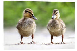 Acrylic print ducks