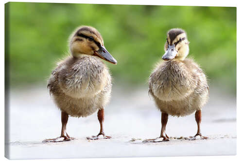 Tableau sur toile Canards