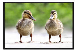 Gerahmter Kunstdruck enten