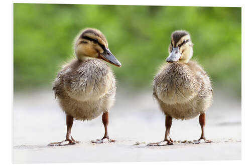 Hartschaumbild enten