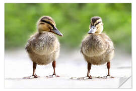 Självhäftande poster ducks