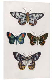 Foam board print Butterflies IV