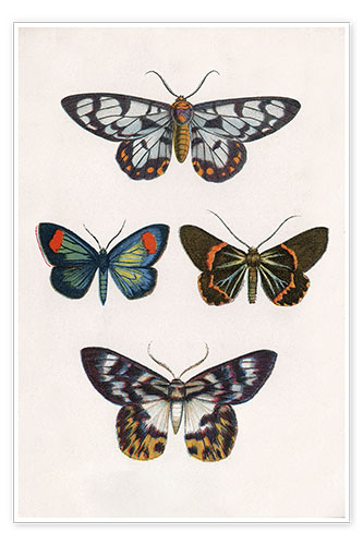 Poster Schmetterlinge IV