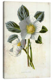 Canvas print Christmas Rose