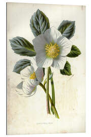 Gallery Print Christmas Rose