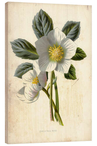 Stampa su legno Christmas Rose